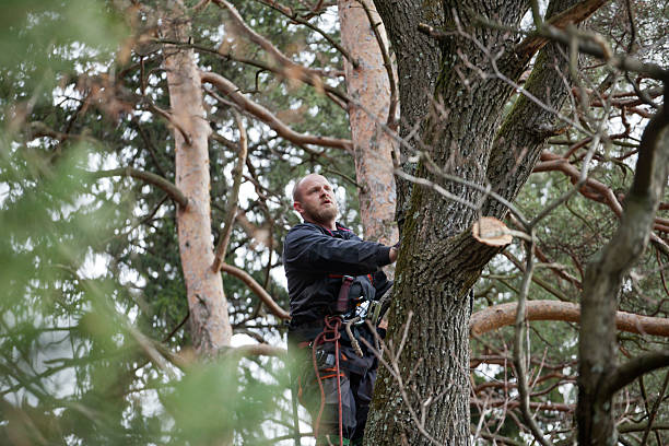 How Our Tree Care Process Works  in  Northvale, NJ